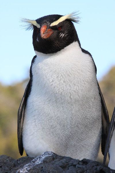 Macaroni penguin Macaroni Penguin, Flightless Bird, Shorebirds, Arctic Animals, Lion Of Judah, Cute Penguins, Pretty Birds, Big Cats, Beautiful Birds