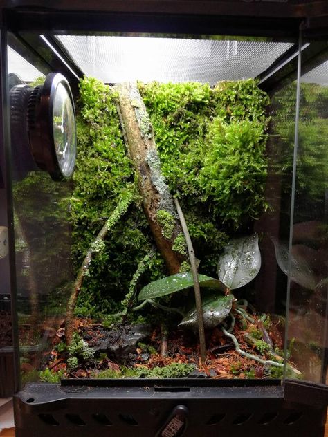 My nano Exo Terra 20*20*30 terrarium. I'll be housing 6 Ghost mantids in here :D Orchid Mantis Enclosure, Mantis Enclosure Ideas, Mantis Terrarium, Mantis Enclosure, Bug Terrarium, Ghost Mantis Terrarium, Orchid Mantis Terrarium, Vivarium Hardscape, Terrarium Setup