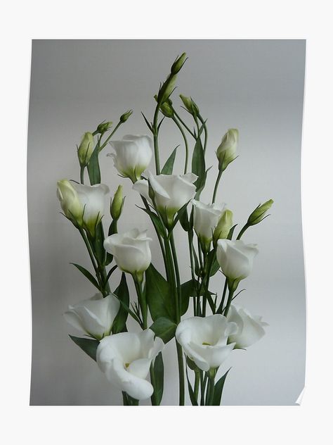 White Eustoma, Prairie Gentian, Succulent Leaves, Flowers Growing, Bluish Green, Sugar Flowers, Flower Market, Love Flowers, Cut Flowers