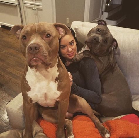 Momma and her pitties American Pitbull Terrier Puppy, Katy Hearn, Very Cute Dogs, Silly Cats Pictures, Pitbull Puppies, Cute Animals Images, Baby Puppies, Fluffy Animals, Cute Animal Photos