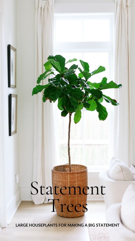 🌿 Elevate Your Home with Statement Trees. Looking to make a bold statement with your houseplants? Statement trees are the way to go! These remarkable plants not only bring nature's beauty indoors but also create an unforgettable impact in your home. Consider the majestic Fiddle Leaf Fig (Ficus lyrata) with its large, lush leaves and elegant presence. It not only adds a touch of sophistication to your space but also improves cognitive function and purifies the air. Large Houseplants, Black Olive Tree, Tall Indoor Plants, Fiddle Leaf Tree, Peacock Plant, Fig Trees, Swiss Cheese Plant, Fiddle Leaf Fig Tree, Ficus Lyrata