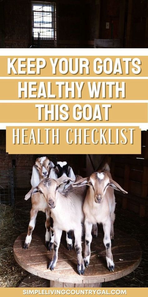 Raising healthy goats is key to a profitable homestead. This Goat Health Checklist helps you assess your herd, identify signs of health, and detect issues early. Learn how to raise thriving dairy goats to ensure a steady goat milk supply for your family and beyond. Profitable Homestead, Trimming Goat Hooves, Goat Pens, Toggenburg Goat, Backyard Goats, Nigerian Goats, Health Checklist, Goat Playground, Alpine Goats