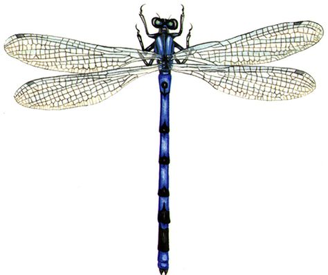 ⭐️Lizzie Harper natural history illustration of Common blue damselfly Damselfly Illustration, Insects Dragonfly, Art Nouveau Dragonfly Illustration, Blue Dasher Dragonfly, Blue Damselfly, Dragonfly Scientific Illustration, Blue Dragonfly, Dragonfly Tattoo, Scientific Illustration