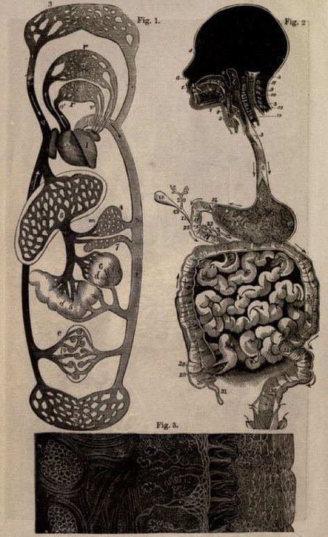 Human Physiology, Medical Art, Scientific Illustration, Medical Illustration, Anatomy And Physiology, Ethereal Art, The Human Body, Anatomy Art, Human Anatomy