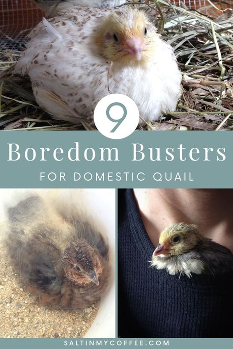 Quail Brooder Ideas, Quail Enclosure Ideas, Quail Pen Ideas, Pet Quail, Quail Coop Ideas Diy, Quail Enclosure, Quail Care, Backyard Livestock, Quail Keeping