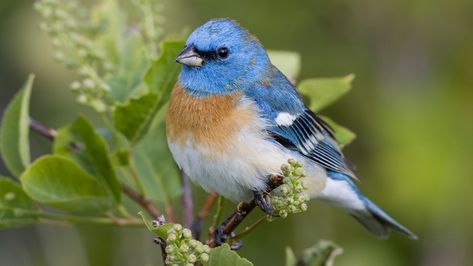 Wallpaper bird, branch, color, unusual Bunting Bird, Bird Sitting, Sparrow Bird, Most Beautiful Birds, Blue Garden, Bird Wallpaper, Nature Birds, Bird Decor, Bird Pictures