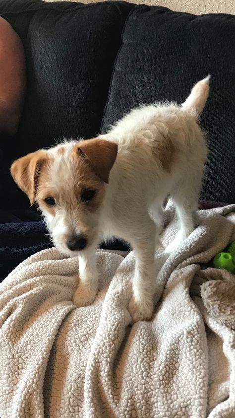 Jack Russell Funny, Jack Russell Puppy, Small Terrier, Jack Russell Terrier Puppies, Jack Russell Puppies, Parson Russell Terrier, Jack Russell Dogs, Jack Russells, Very Cute Dogs