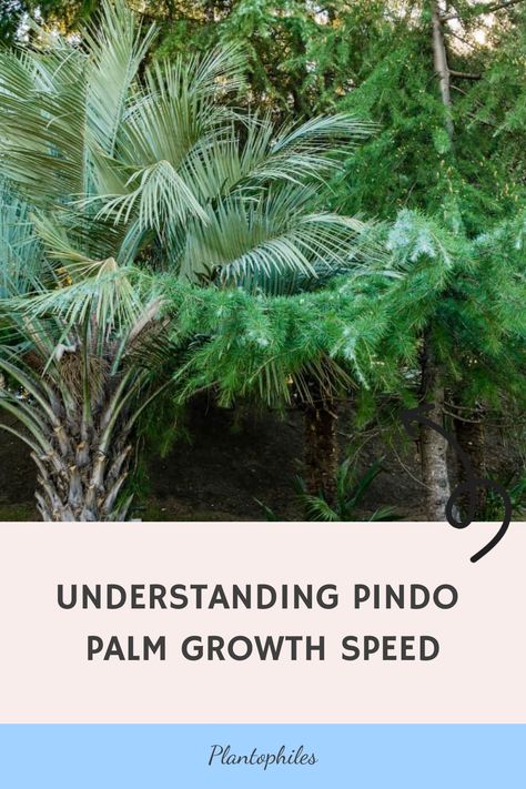 Hailing from Brazil, the Pindo palm, also known as Butia capitata, is a striking evergreen plant famous for its luxuriant green leaves. Commonly referred to as the Jelly palm, this plant brings a hint of tropical allure to any environment it graces. Its graceful foliage and unique ambiance make the Pindo palm a sought-after favorite for avid gardeners looking to enhance their botanical collections. How To Grow Palm Trees From Seed, Propagating Ponytail Palm, Jelly Palm, Repotting Ponytail Palm, Pindo Palm, Traveler's Palm, Pygmy Date Palm, Types Of Houseplants, Aloe Plant