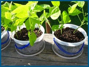 10 Awesome Ways to Upcycle Ice Cream Buckets - The Krazy Coupon Lady Repurpose Containers, Ice Cream Bucket, Bucket Crafts, Painted Tin Cans, Cute Storage Boxes, Upcycle Plastic, Ice Cream Tubs, Bucket Gardening, Ice Cream Containers