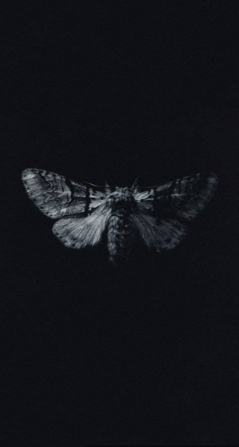 Gothic Butterfly Wallpaper, Moth Black Background, Moth Moodboard, Moth Wallpaper Iphone, Moth Wallpaper Aesthetic, Iphone13 Wallpaper, Goth Wallpaper Aesthetic, Sarah Gillespie, Black And White Moth