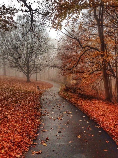 Autumn Village, Forest Sunset, Autumn Magic, Dark Autumn, Autumn Scenes, Season Of The Witch, Real Quick, Autumn Scenery, Best Seasons