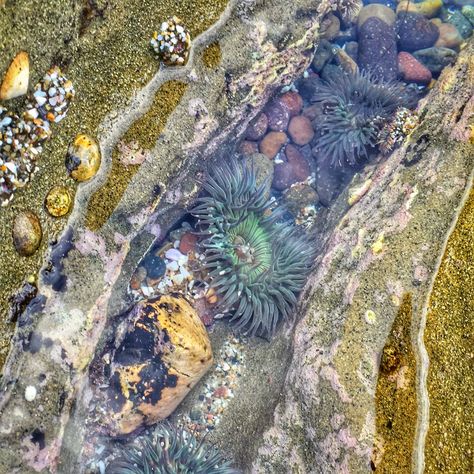 Tide pools | Sea Anemone | Jon & Brigid Christianson | Flickr Tide Pool Photography, Tide Pool Art, Tide Pools Aesthetic, Tide Pool Aesthetic, Rocks Around Pool, Ocean Projects, Fishing Room, Tide Pool, Sea Anemone