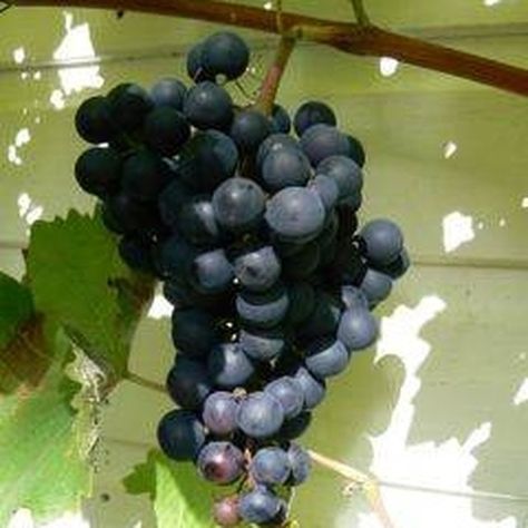 Growing Wine Grapes, Concord Grapes, Grape Trellis, Grape Plant, Vertical Farming, Garden Vines, Aquaponics System, Growing Grapes, Growing Fruit