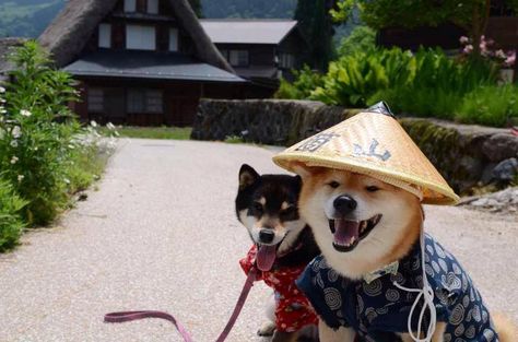 Akita Funny, Japanese Dogs, Airedale Terrier, Funny Animal Memes, Animal Planet, Shiba Inu, Animals Friends, I Love Dogs