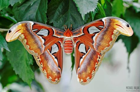 . Orange Moth Aesthetic, Orange Moth, Moth Dress, Emperor Moth, Atlas Moth, Beautiful Butterfly Pictures, Future Room, Butterfly Pictures, Luna Moth