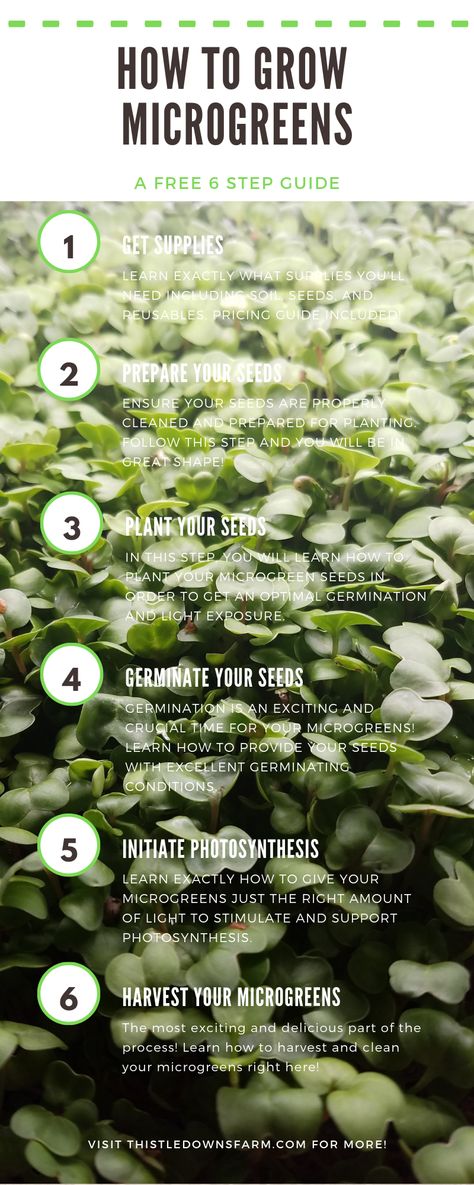 Microgreens Garden, How To Grow Microgreens, Grow Microgreens, Gardening Club, Growing Microgreens, Gardening Zones, Organic Vegetable Garden, Gardening Hacks, Meteor Garden 2018