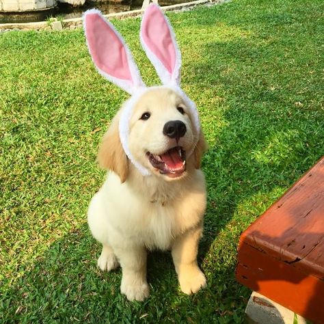 Why did Mom just call me the 'Energizer Bunny? Easter Dogs, Easter Dog, Pet Couches, Dog Brain, Golden Retriever Puppy, Retriever Puppy, Animal Hospital, Dog Training Tips, Peter Parker