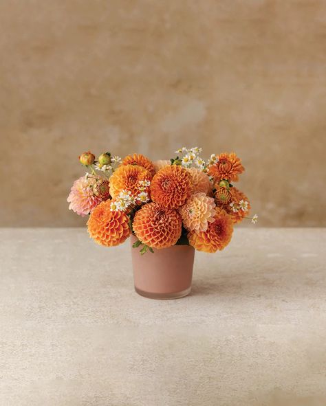 Savor the short but oh-so-sweet dahlia season with this ethereal arrangement. Pristine summer dahlias in shades of tangerine and peachy pink are accented with petite chamomile blooms. Orange Dahlia Arrangement, Dahlia Arrangements Simple, Dahlia Centerpiece, Winston Flowers, Dahlia Bouquet, Orange Design, Flower Arrangements Simple, Reception Flowers, Peach Flowers