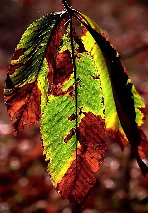 Cincinnati Ohio - Spring Grove Cemetery & Arboretum "Autumn Decay" Zoomed In Pictures Photography, Decay In Nature, Growth And Decay Photography, Growth And Decay Art Gcse, Growth And Decay Art, Decaying Nature, Natural Forms Photography, Aged Photography, Decay Textiles