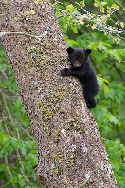 1,835 Black Bear Cub Stock Photos, Pictures & Royalty-Free Images - iStock Baby Black Bear, Tikkun Olam, Giant Sequoia Trees, Black Bear Cub, Bear Photos, Bear Pictures, Bear Cub, Weather Channel, The Weather Channel