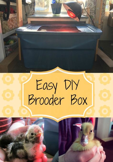 Check out this super easy DIY brooder box perfect for chicks or ducklings! Diy Brooder, Brooder Box, Raising Turkeys, Backyard Ducks, Meat Birds, Raising Chicks, Urban Chickens, Laying Hens, Backyard Poultry