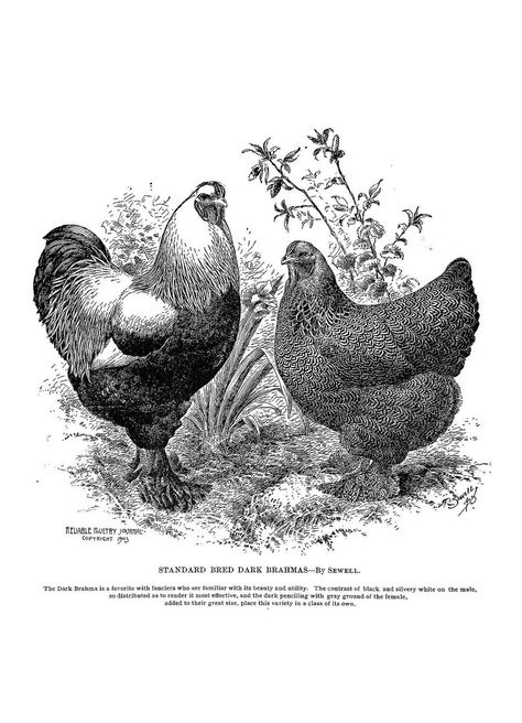 Hen Tattoo, Geese Breeds, Poultry Breeds, Antique Art Prints, Egg Incubator, Chicken Painting, Backyard Poultry, Chicken Decor, Chickens And Roosters