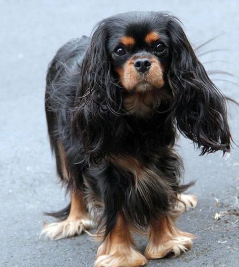 Greta Black and Tan Cavalier King Charles Spaniel King Charles Spaniel Black, Black And Tan Cavalier, Cavalier King Spaniel, King Spaniel, Cavalier King Charles Spaniel Tricolor, Spaniel Puppies For Sale, Cavalier Puppy, Cavalier King Charles Dog, King Charles Dog