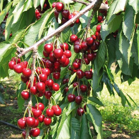 Cherry : Stella Cherry Fruit Tree, Growing Cherry Trees, How To Grow Cherries, Cherry Plant, Patio Fruit Trees, Patio Trees, Cherry Trees, Tree Seeds, Stone Fruit