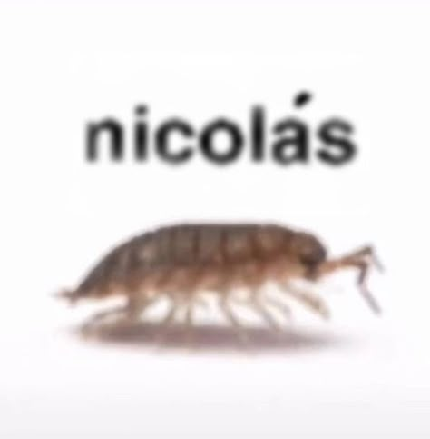 Blurry Bugs With Names, Insects With Names, Bugs With Names, Hawke Dragon Age, Silly Names, Hi Welcome To Chili's, W Names, Bug Collection, Bug Boy