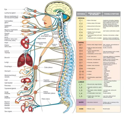 Its all Connected! Human Nervous System, Human Body Organs, Spine Health, Cupping Therapy, Human Body Systems, Human Anatomy And Physiology, Medical Anatomy, Body Organs, Chiropractic Care