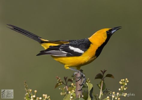 Hooded Oriole Birds With Names, Hooded Oriole, Oriole Bird, Bird Barn, Jay Bird, White Patches, Bird Photos, Backyard Birds, Bird Photo