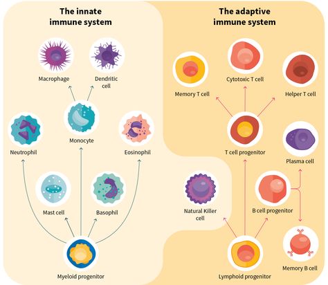 Cells of the immune system Lymphocytes Immune System, T Cells Immune System, Immune System Nursing, Immune System Cells, University Of Indianapolis, Cellular Biology, Biology College, Lab Science, Research Analysis