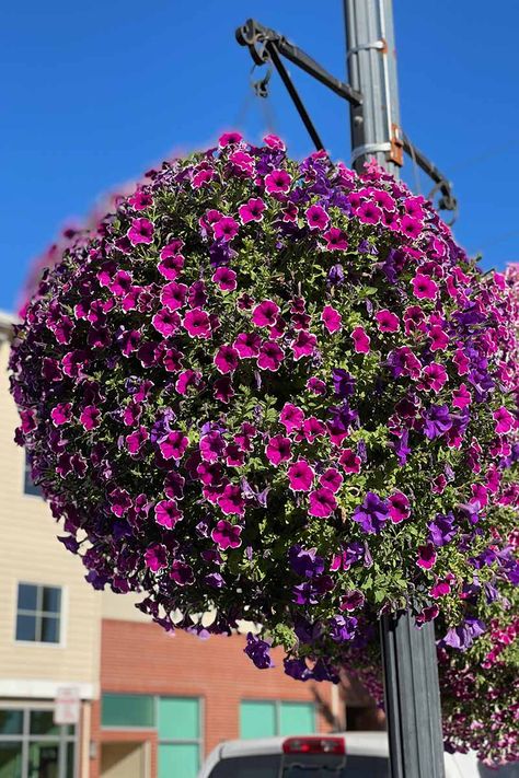 Wintering Petunias, Spring Pots, Petunia Care, Black Petunias, Million Bells, Petunia Plant, Miracle Grow, Spring Window, Concrete Pots