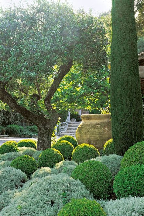 Light hits an olive tree and some whimsically pruned plants in St-Paul-de-Vence. Olive Trees Garden, Mediterranean Garden Design, Turkey Hill, Provence Garden, Topiary Garden, Mediterranean Landscaping, Italian Garden, Formal Gardens, Mediterranean Garden