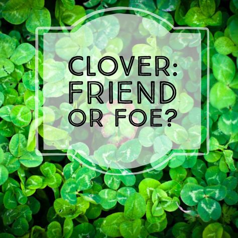 As water and energy prices rise, many people are seeking alternatives to the traditional, thirsty, labor-intensive American lawn. Here are the pros and cons of letting clover grow in your lawn. Microclover Lawn Grass Alternative, Clover Landscaping, Microclover Lawn, White Clover Lawn, Clover Yard, Flower Bed Decor Ideas, Clover Lawns, Grass Alternatives, Lawn Replacement