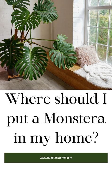 Where should I put a Monstera in my home? – | Talk Plant To Me | Monstera Deliciosa Indoor, Plant Advice, Monster Plant, Monstera Plant Care, Garden Wall Designs, Lucky Plant, Living Room Plants, Trailing Plants, Bathroom Plants