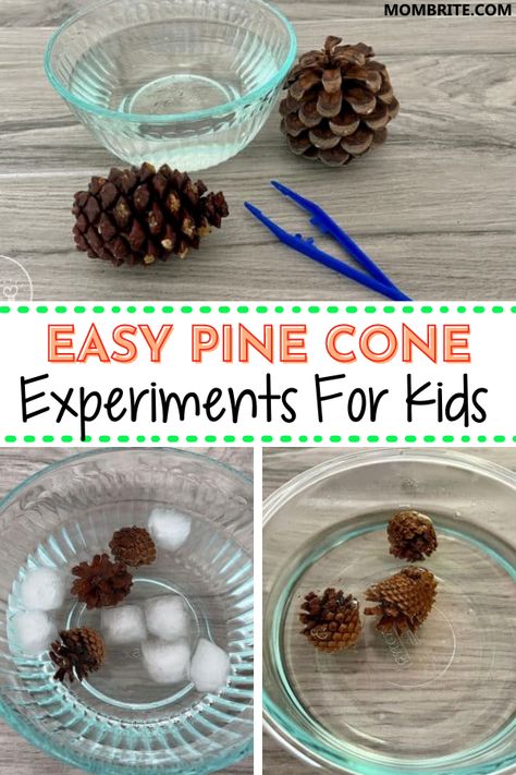 Pine Cone Preschool Crafts, Pinecone Science Experiment, Pine Cone Science Experiment, Preschool Pinecone Activities, Why Do Pinecones Open And Close, Pine Cone Stem Activities, Forest Science Preschool, Preschool Pinecone Crafts Christmas, Pine Cone Experiments For Kids