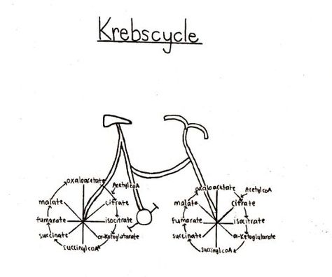 Krebs Cycle joke Anatomy Humor, Biology Jokes, Biology Memes, Science Cartoons, Biology Humor, Krebs Cycle, Nerdy Jokes, Science Puns, Nerd Jokes