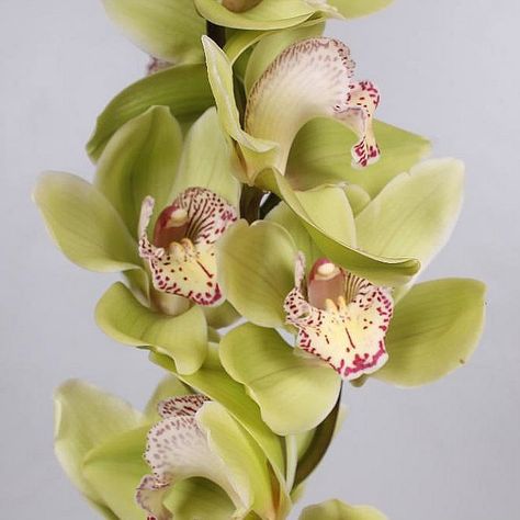 Green Cymbidium Orchids, Corporate Arrangements, January Flowers, March Flowers, June Flowers, Tropical Orchid, Flower Arrangements Wedding, Individual Flowers, Dutch Flowers