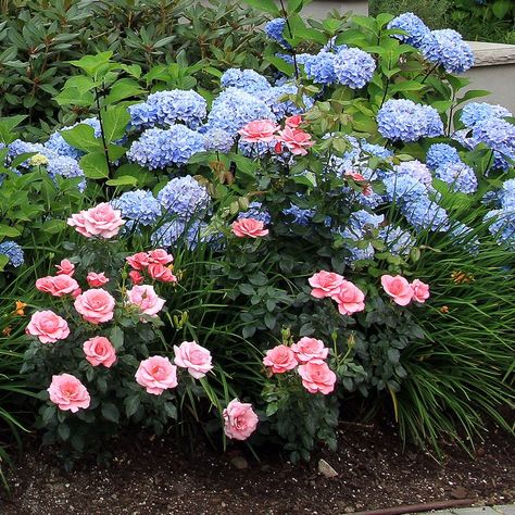 These tips for creating plant combinations in your yard will help make your garden landscaping look beautiful. Great ideas for updating your garden design with beautiful flowers, bushes and perennials. #fromhousetohome #gardendesign #gardenlandscaping #plants #gardeningideas Dahlia And Hydrangea Garden, Deer Resistant Shade Plants, Land Scaping, Hummingbird Plants, House To Home, Stone Steps, Cottage Rose, Sun Loving Plants, Garden Inspo