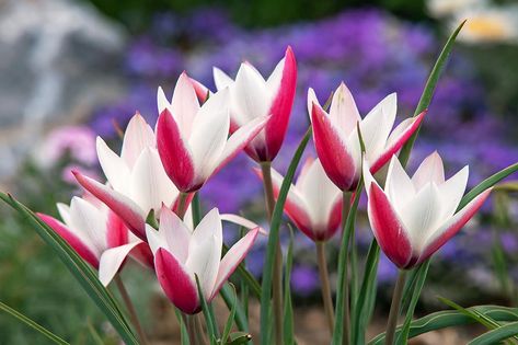 Lady Tulip, Peppermint Sticks, Hummingbird Garden, Plant Information, Fragrant Flowers, Single Flower, Spring Blooms, Garden Crafts, Cut Flowers