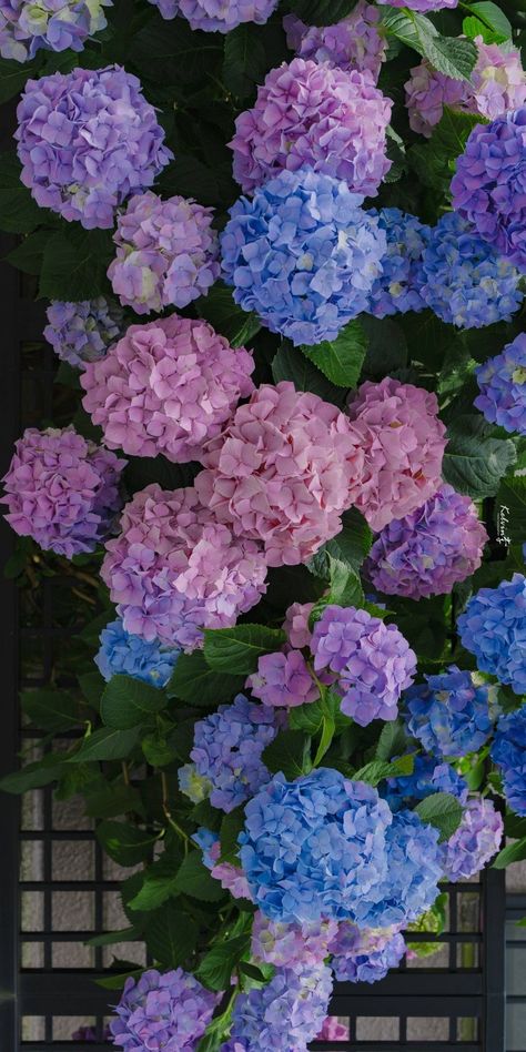 Hydrangea landscaping