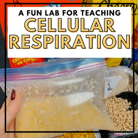 Cellular Respiration Activities, Biology Activities High School, Biology Activity, Middle School Science Classroom, High School Science Teacher, Biology Projects, School Biology, Cellular Respiration, Science Labs