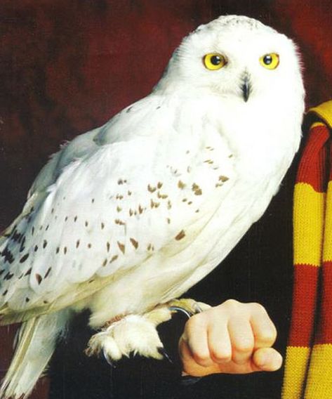 Hedwig, from the "Harry Potter" series Edwige Harry Potter, Princesa Disney Aurora, Harry Potter Test, Harry Potter Theme Birthday, Harry Potter Owl, Harry Potter Hedwig, Harry Potter Tattoos, Images Harry Potter, Septième Art