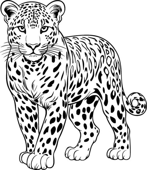 Amur Leopard Drawing, How To Draw A Leopard, Leopard Drawing Sketch, Leopard Coloring Pages, Leopard Vector, Leopard Sketch, Leopard Illustration, Leopard Drawing, Big Cats Drawing