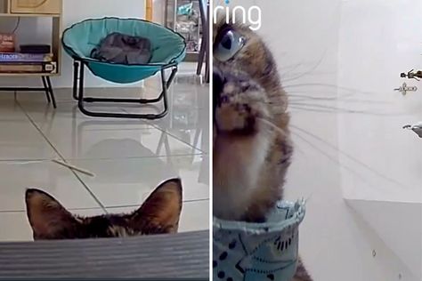 Cat Hears Owner's Voice Over Pet Cam, Not Prepared for How She Reacts - Newsweek Pet Cam, The University Of Arizona, Cat Owners, Pictures Of You, Cat Ears, Cat Breeds, Pets Cats, Feline, The Voice