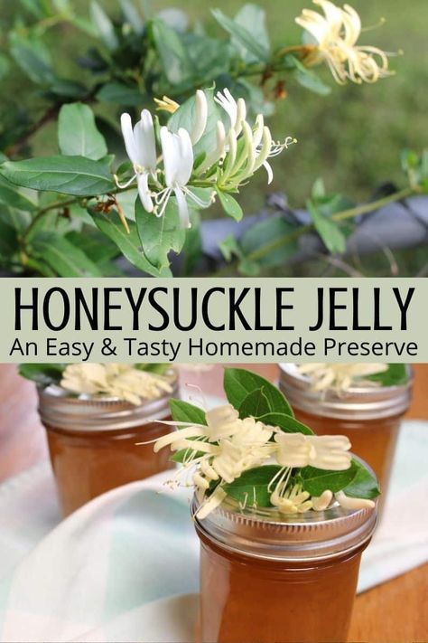 Honeysuckle Jelly, Diy Jam, Honeysuckle Flowers, Flower Jelly, Edible Flowers Recipes, Home Canning Recipes, Foraging Recipes, Jam Recipes Homemade, Canning Jam