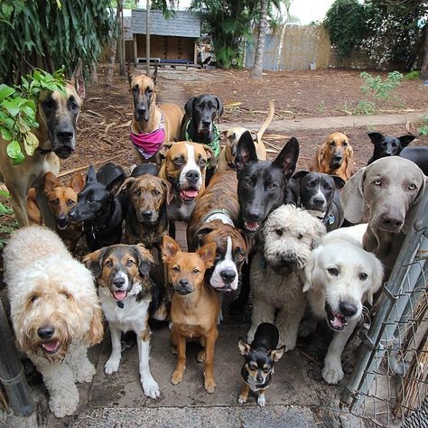 Glorious Group Photos Show The Happiest Pack Of Dogs In Town Group Of Dogs, Animal Sanctuary, 귀여운 동물, Animals Friends, Dog Pictures, I Love Dogs, Animals Beautiful, Dog Love, Animals And Pets