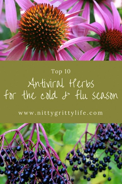 When excellent hygiene, a healthy diet, adequate exercise, and sunlight aren't enough, antiviral herbs offer immune system support to help ward off the cold and flu!  These top nine antiviral herbs for the cold and flu season make the best home remedies when the creeping crud hits! #antiviralherbs #homeremedies #naturalremedies  via @nittygrittylife Herbal Cabinet, Antiviral Herbs, Herbs Benefits, Holistic Motherhood, Homestead Family, Herbal Wellness, Herb Growing, Herbal Health, Modern Homestead