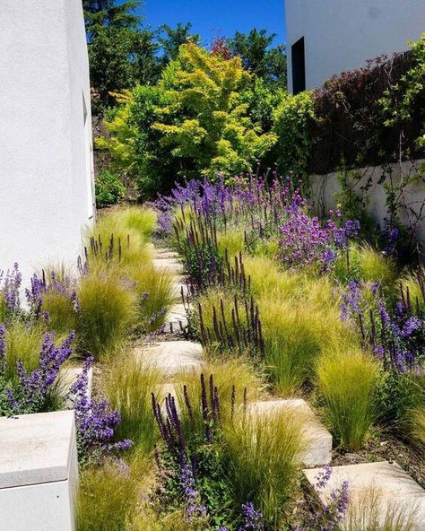 41 Stunning Yard Landscaping Ideas with Purple Plants - 312 Rewilding Garden, Bowles Mauve, Salvia Nemorosa, Prairie Garden, California Garden, Dry Garden, Grasses Landscaping, Gravel Garden, Grasses Garden